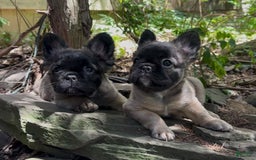 French Bulldog dogs for sale: Lucia - Image 6