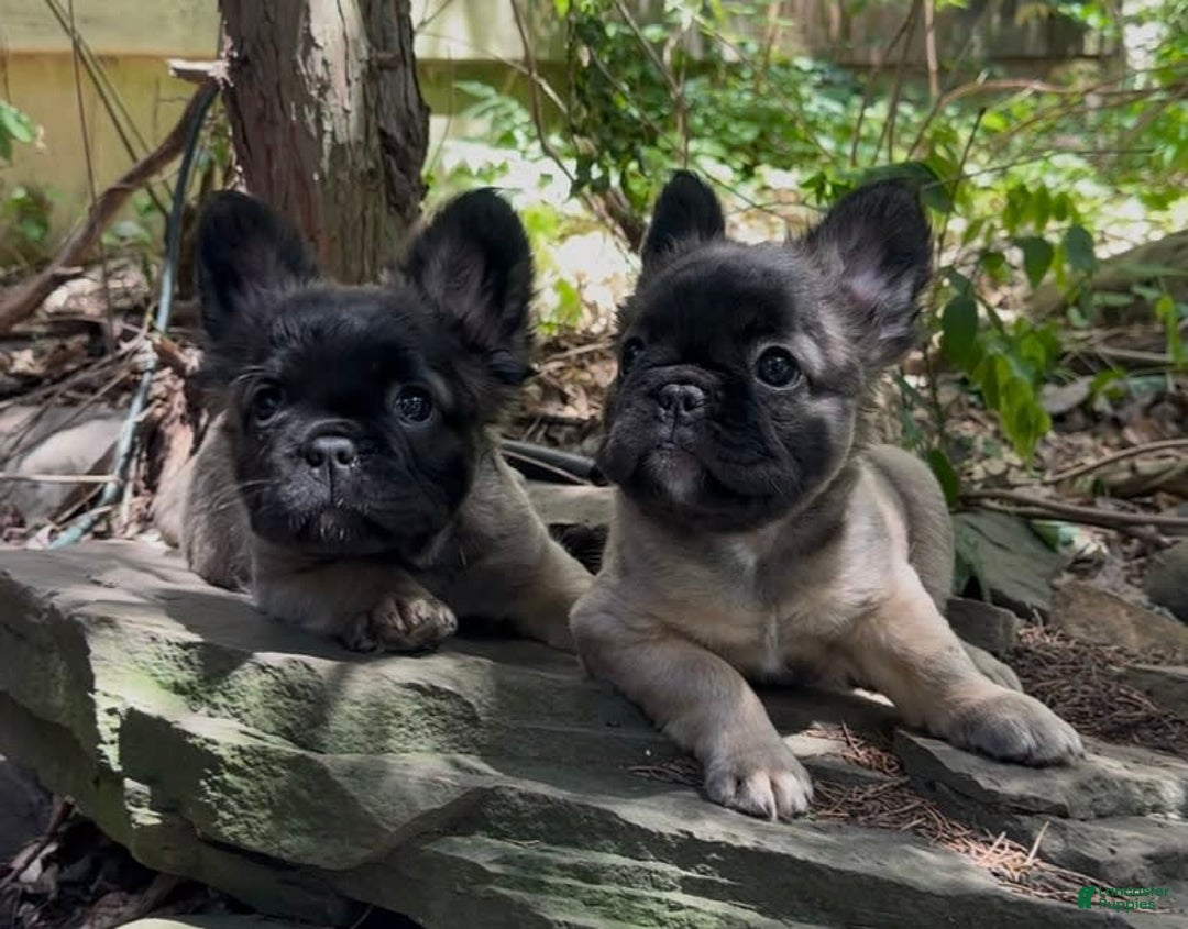 French Bulldog dogs for sale: Lucia - Image 6