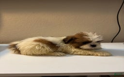 Shih Tzu dogs for sale: Shih Tzu 4 puppies - Image 15