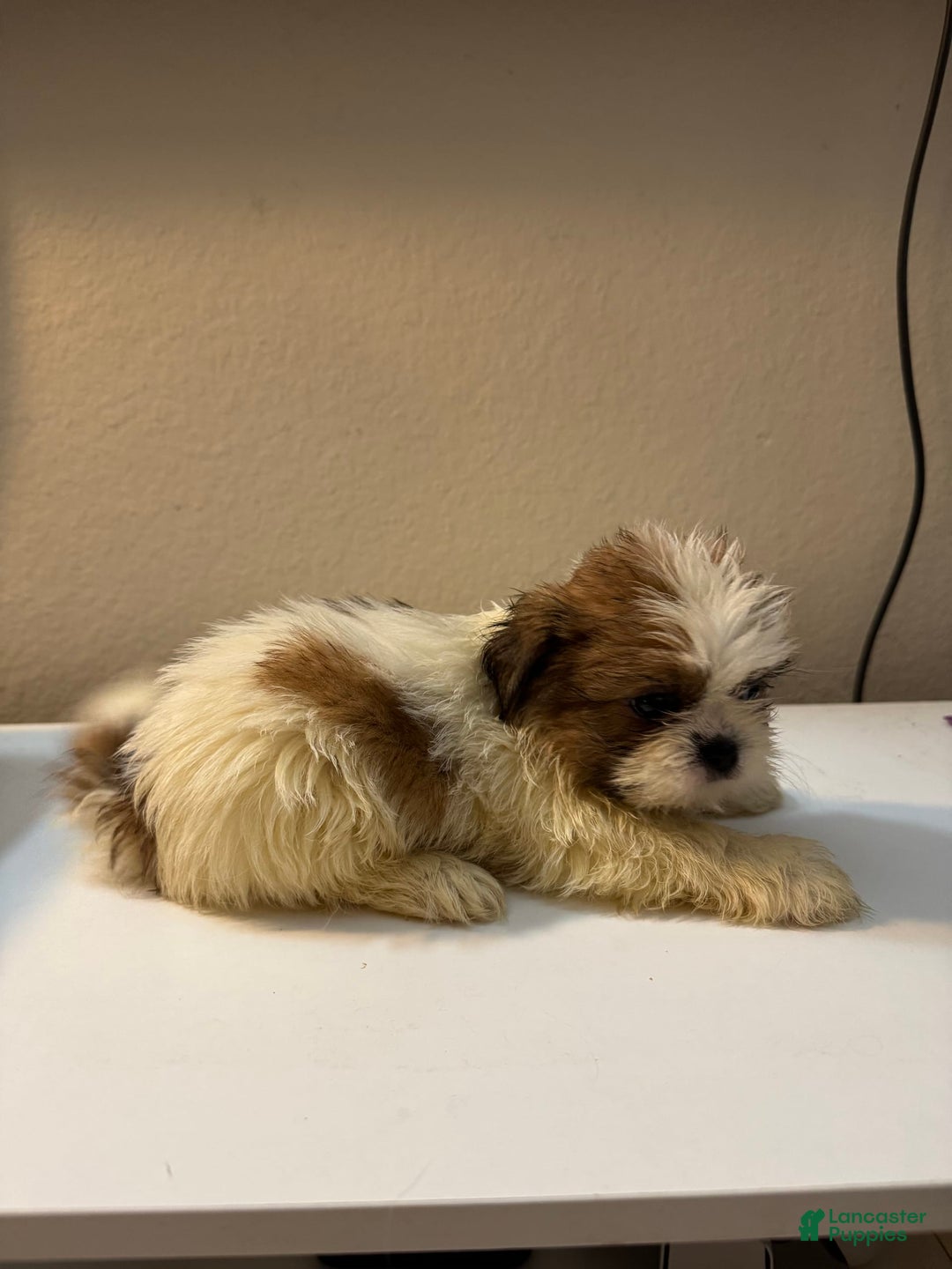 Shih Tzu dogs for sale: Shih Tzu 4 puppies - Image 15