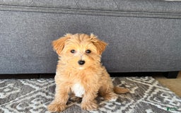 Maltipoo dogs for sale: Gordie - Image 6