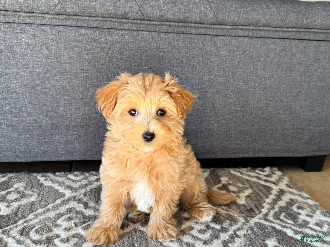 Maltipoo dogs for sale: Gordie - Image 6