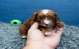 Cavapoo dogs for sale: Sean - Image 9