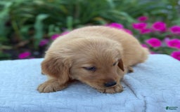 Golden Retriever dogs for sale: Teddy - Image 8