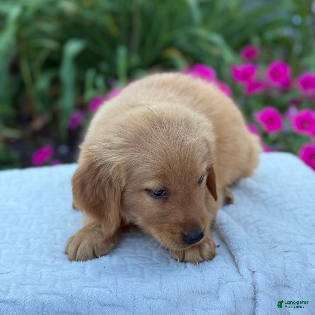 Golden Retriever dogs for sale: Teddy - Image 8