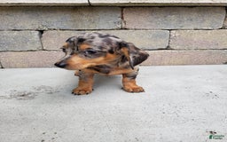 Miniature Dachshund dogs for sale: Sophie - Image 7