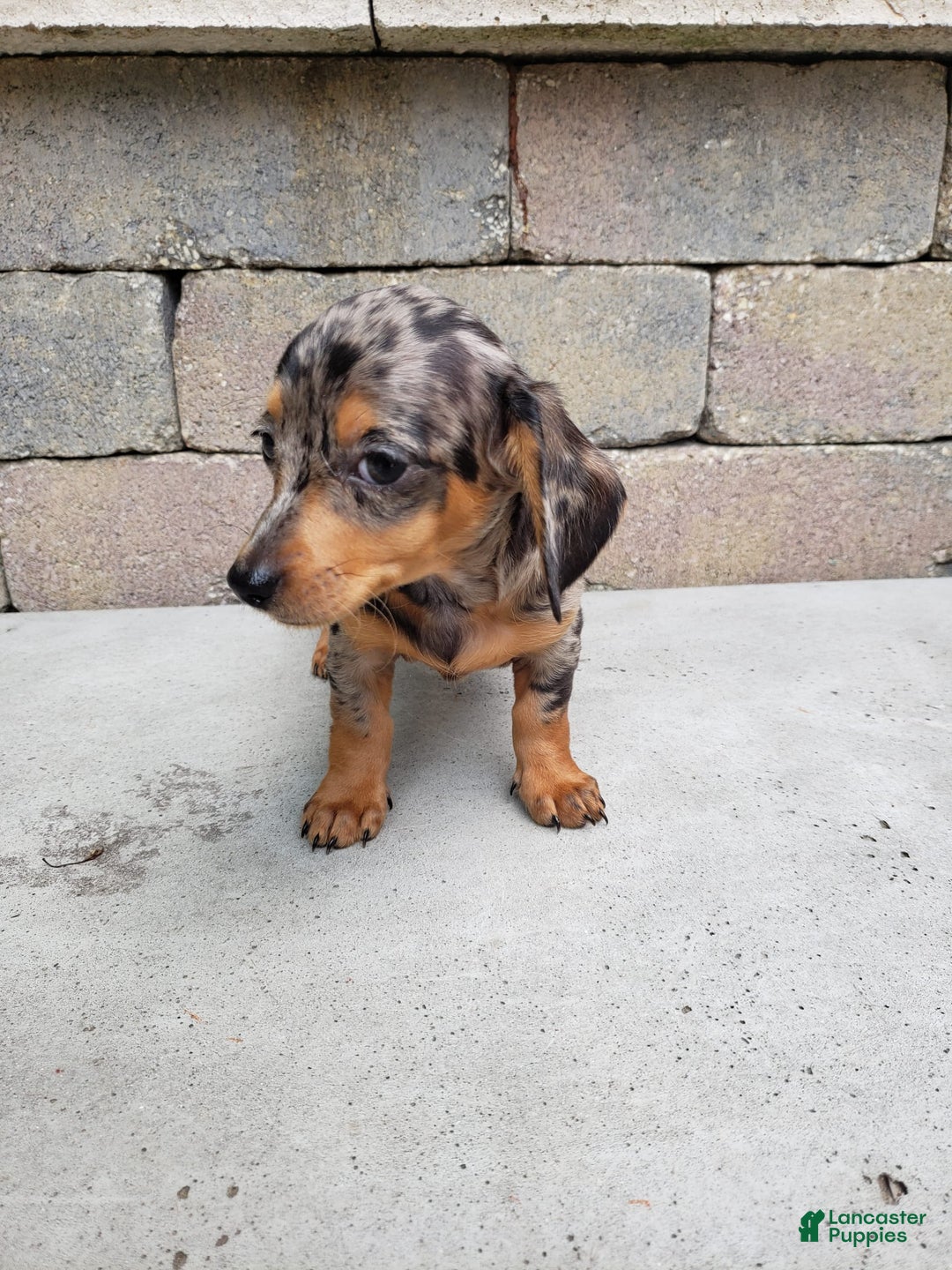 Miniature Dachshund dogs for sale: Sophie - Image 7