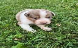 Australian Shepherd dogs for sale: Sky - Image 6