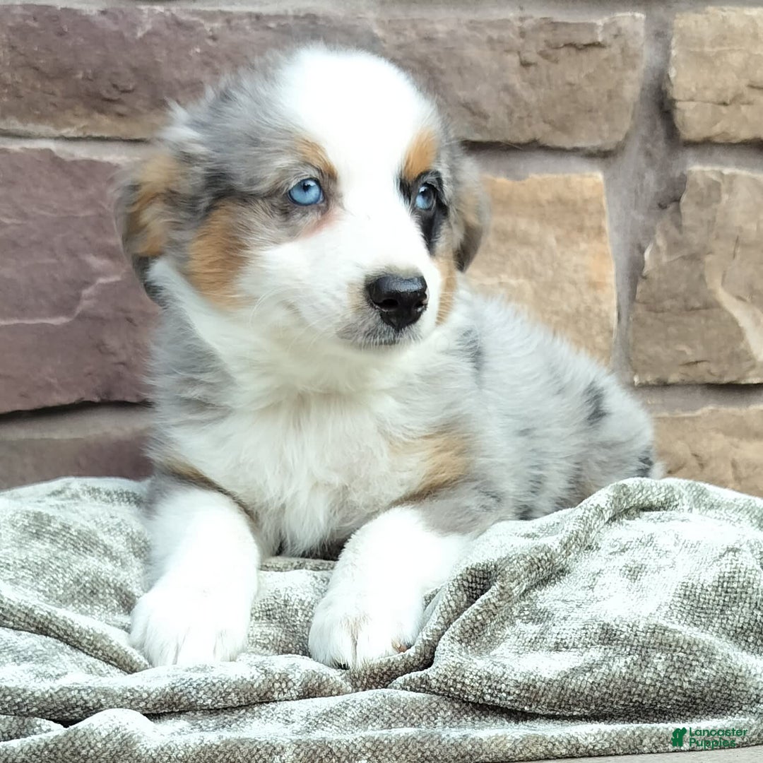 Miniature Australian Shepherd dogs for sale: Hallie - Image 3