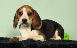 Beagle dogs for sale: Tawny - Image 8
