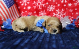 Cavapoo dogs for sale: Phoenix - Image 66
