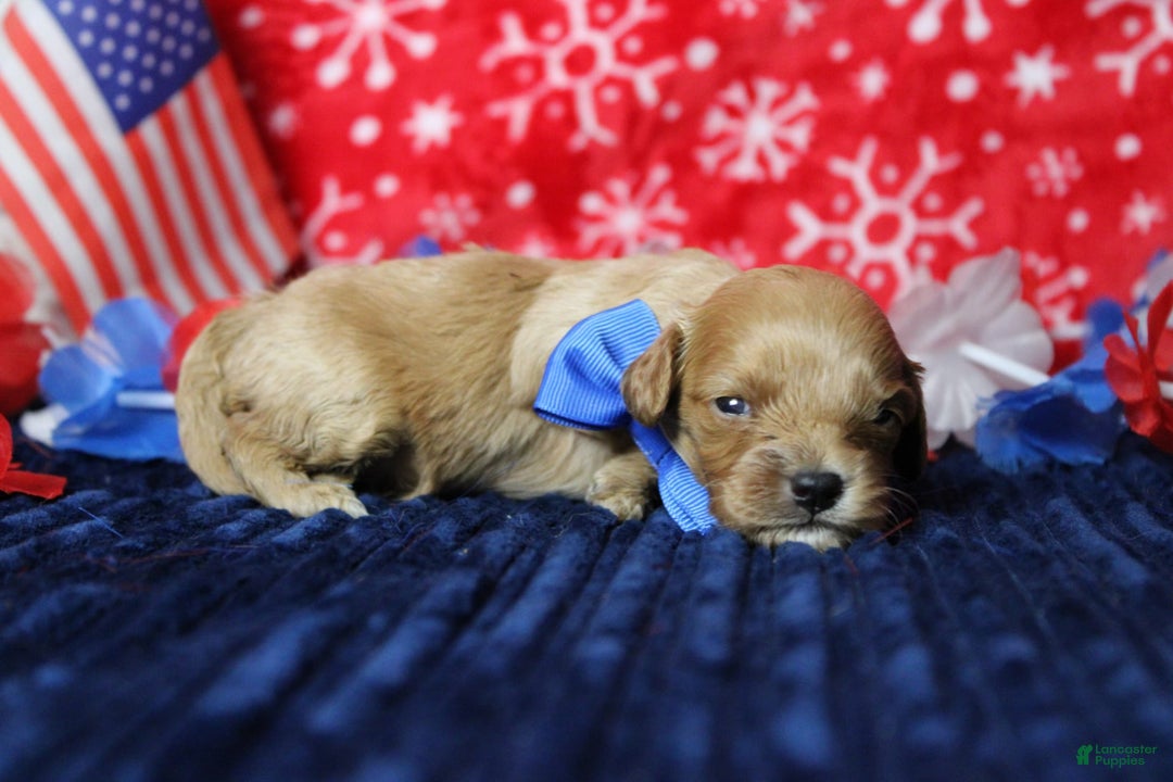 Cavapoo dogs for sale: Phoenix - Image 66