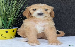 Goldendoodle dogs for sale: Sadie - Image 11