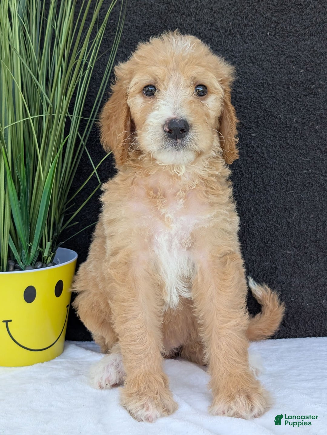 Goldendoodle dogs for sale: Sadie - Image 11
