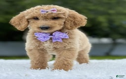 Goldendoodle dogs for sale: Ellie - Image 4