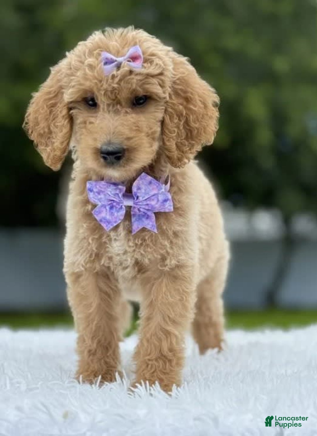 Goldendoodle dogs for sale: Ellie - Image 4