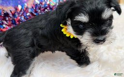 Miniature Schnauzer dogs for sale: BELLA - Image 12