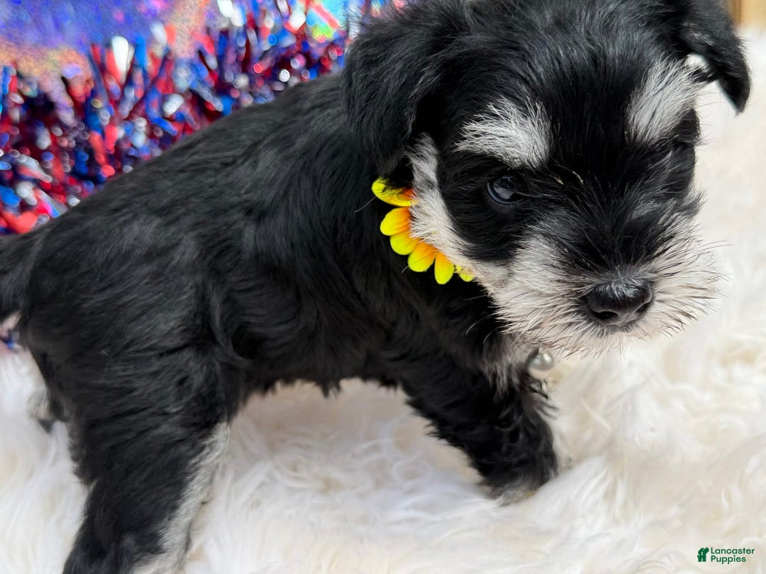 Miniature Schnauzer dogs for sale: BELLA - Image 12