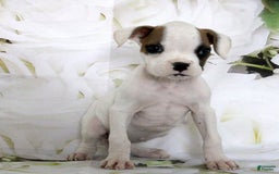 Boxer dogs for sale: Callie - Image 2