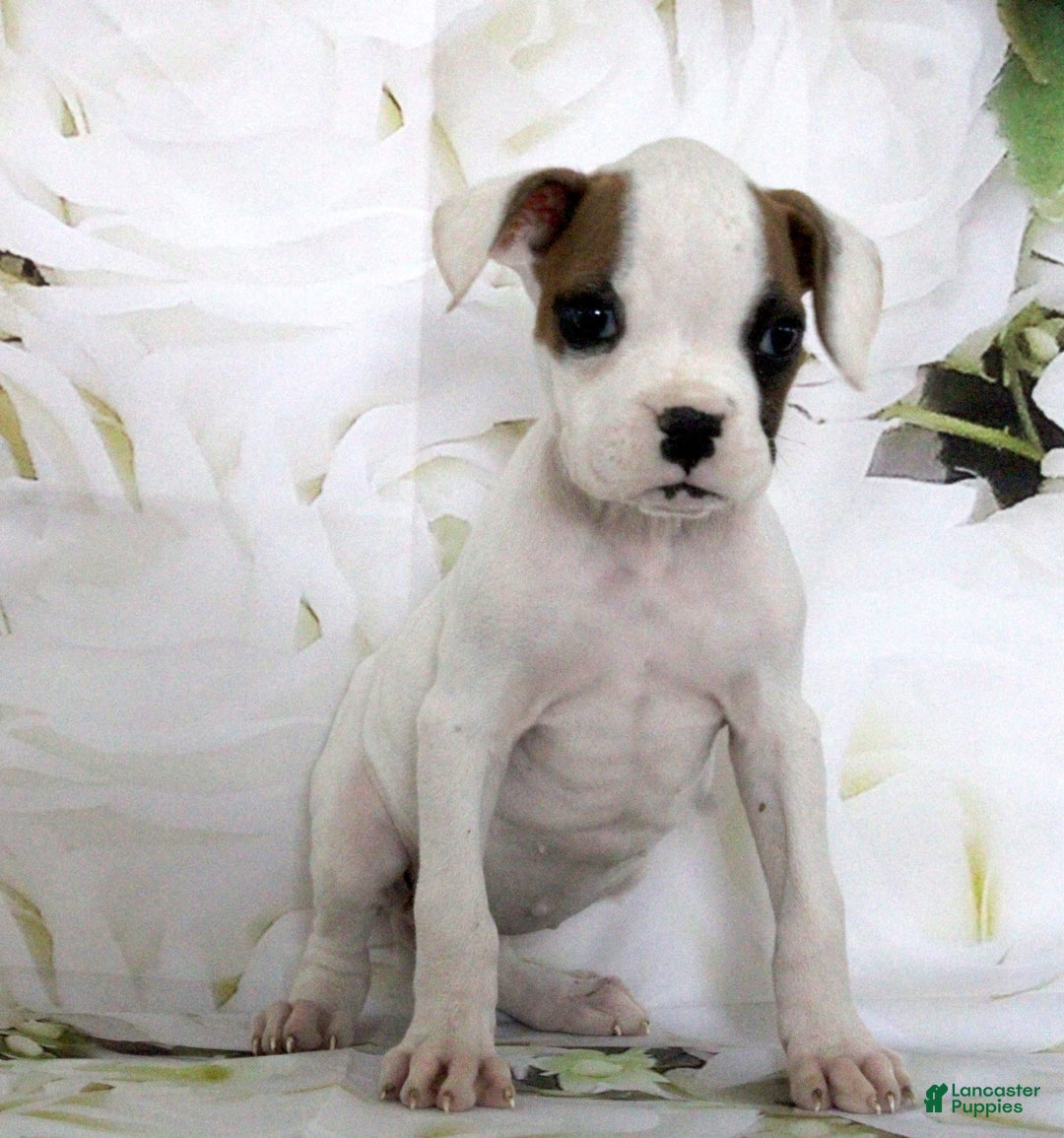 Boxer dogs for sale: Callie - Image 2