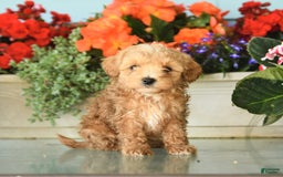 Maltipoo dogs for sale: Wooly - Image 2