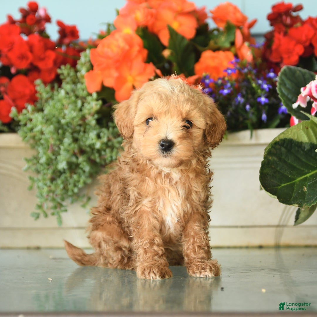Maltipoo dogs for sale: Wooly - Image 2