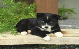 Pomsky dogs for sale: Honey - Image 2