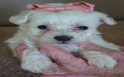 Maltipoo dogs for sale: Amara - Image 6