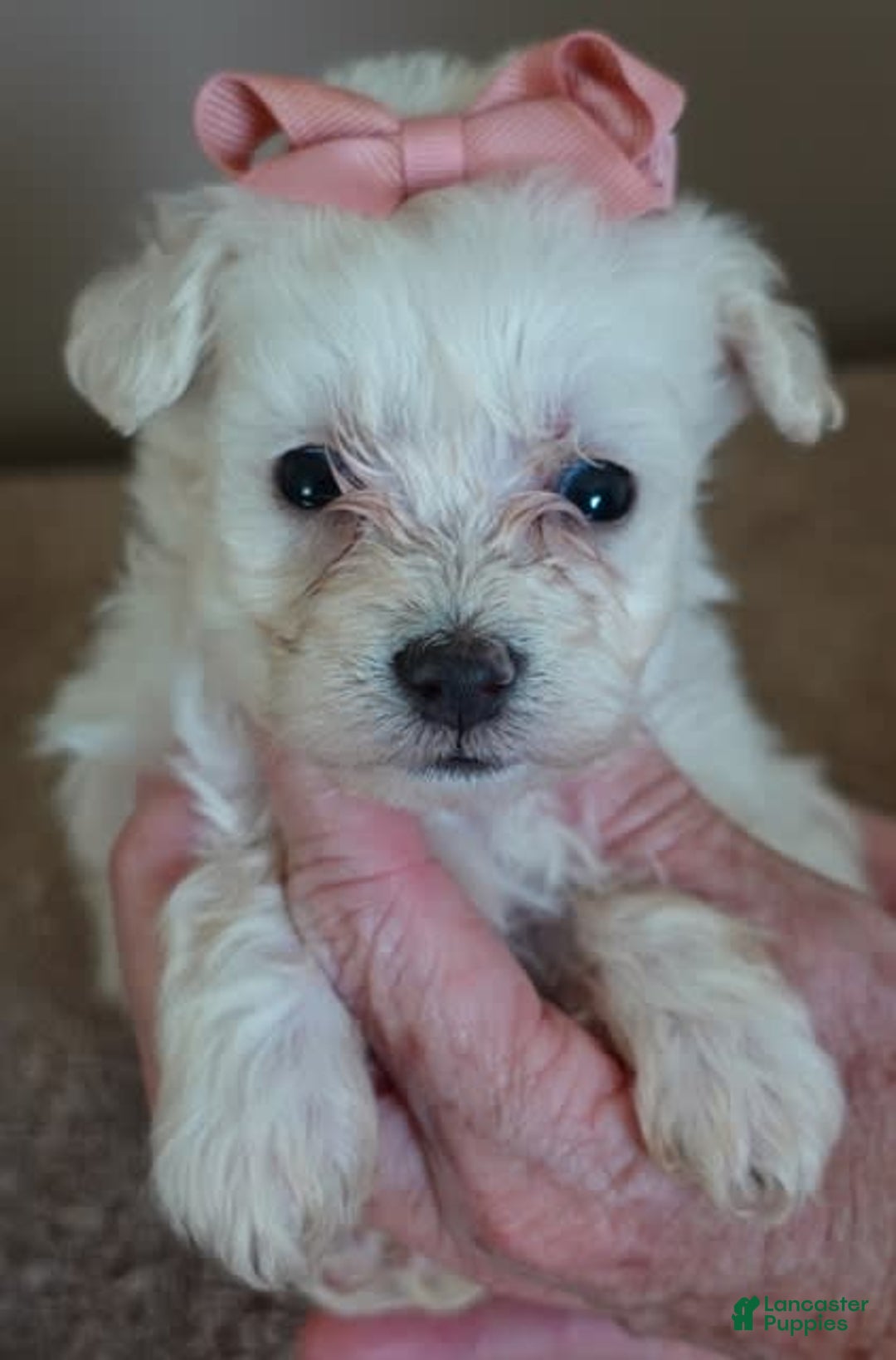 Maltipoo dogs for sale: Amara - Image 6
