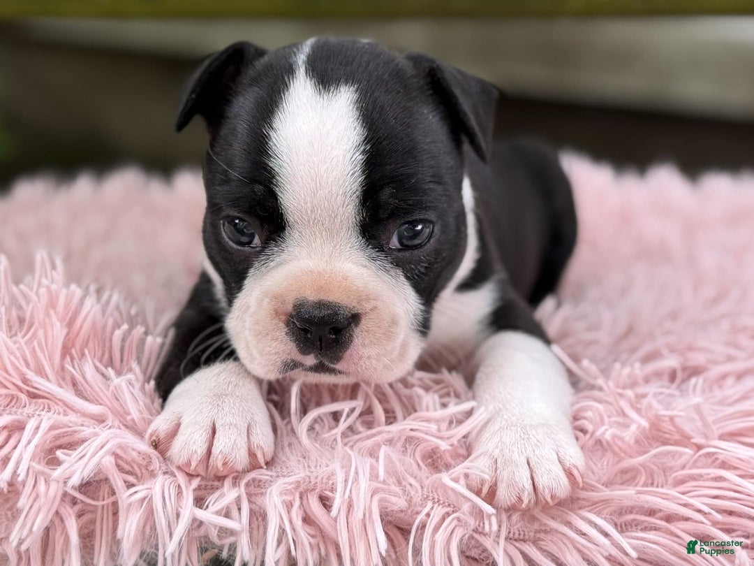 Frenchton dogs for sale: Jodi - Image 8