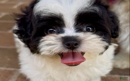 Shihpoo dogs for sale: Bingo - Image 1