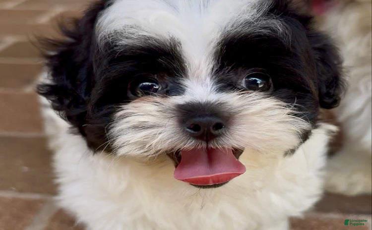Shihpoo dogs for sale - Ad 1