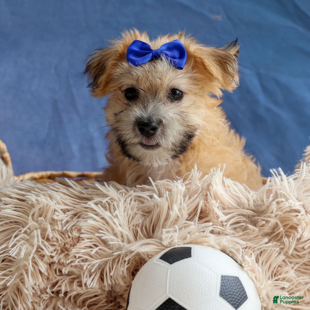 Yochon dogs for sale: Tobias - Image 17