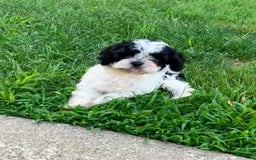 Cockapoo dogs for sale: Stella - Image 17