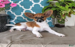 Papillon dogs for sale: Pluto - Image 5