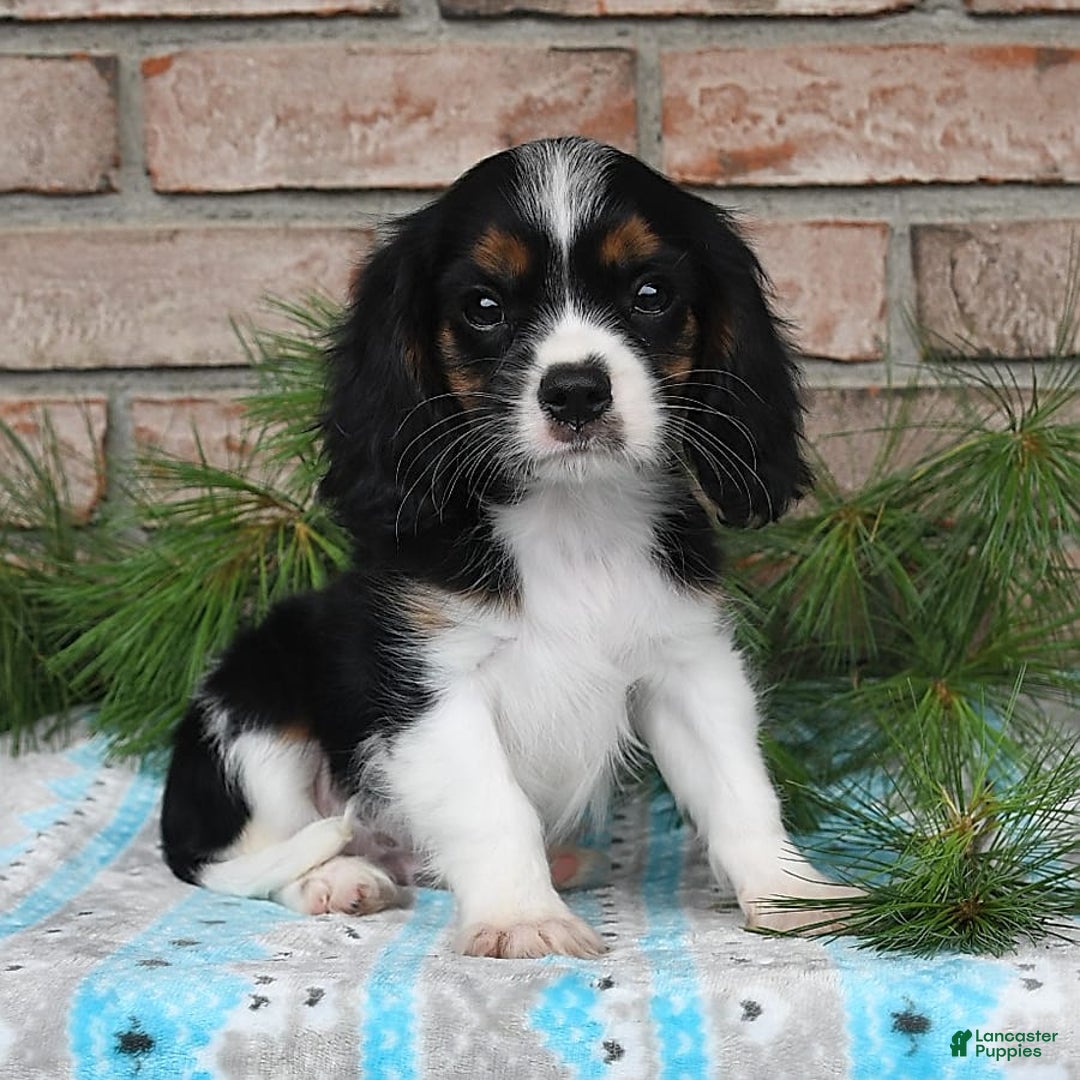 Cavalier King Charles Spaniel dogs for sale: Drew - Image 11