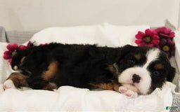 Miniature Bernese Mountain Dog dogs for sale: Twix - Image 9