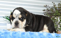Beabull dogs for sale: Ike - Image 7