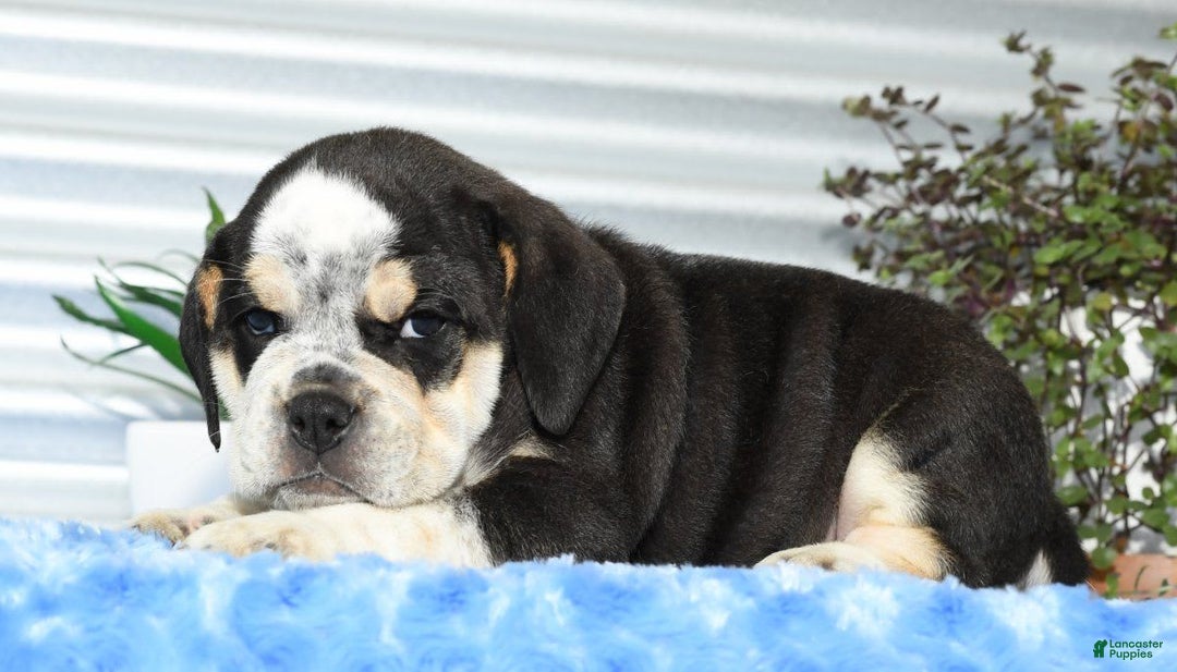 Beabull dogs for sale: Ike - Image 7