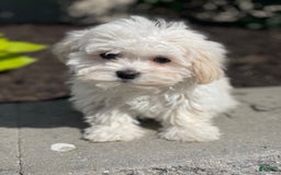 Havanese dogs for sale: Felicity - Image 7