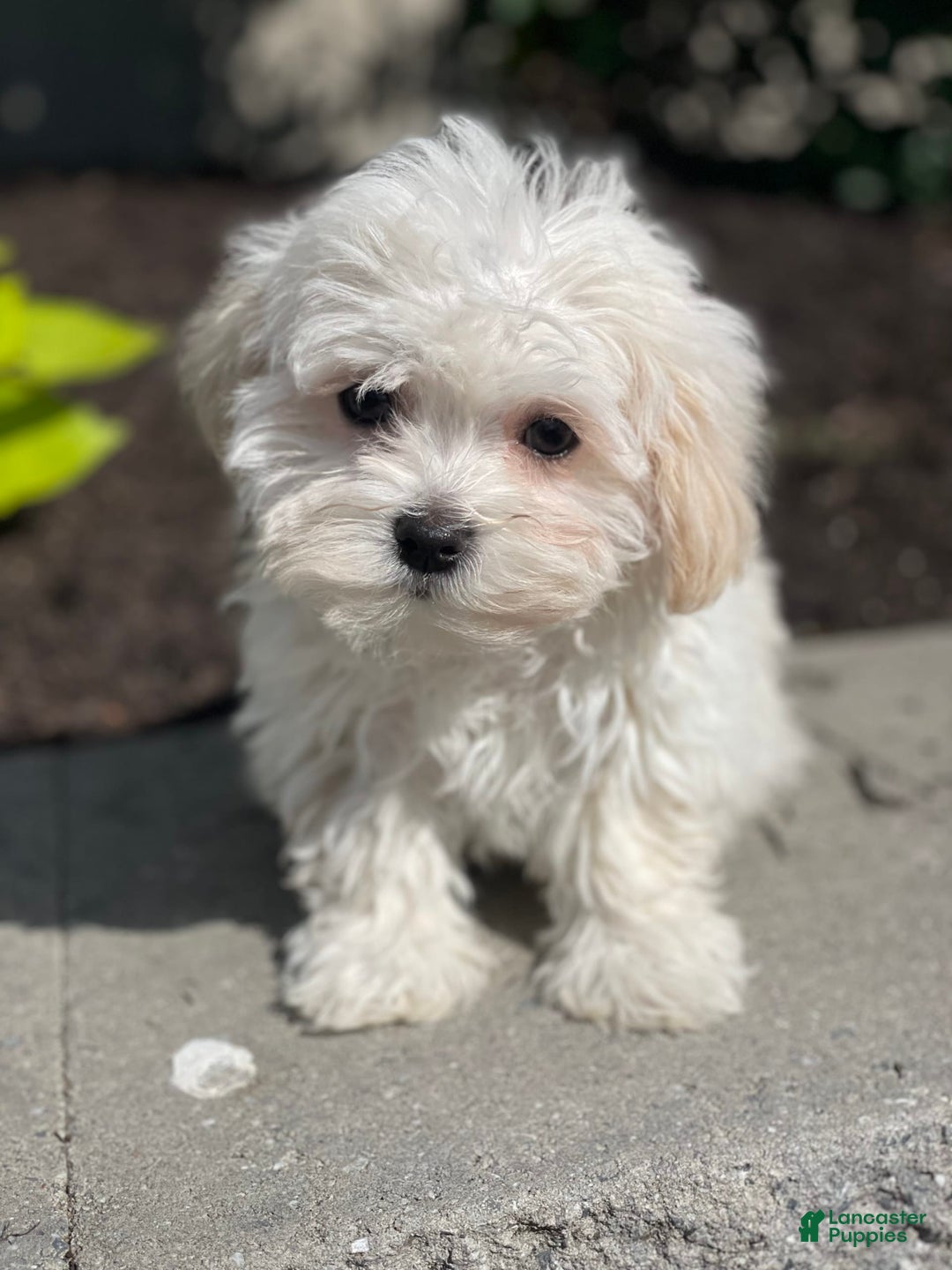 Havanese dogs for sale: Felicity - Image 7