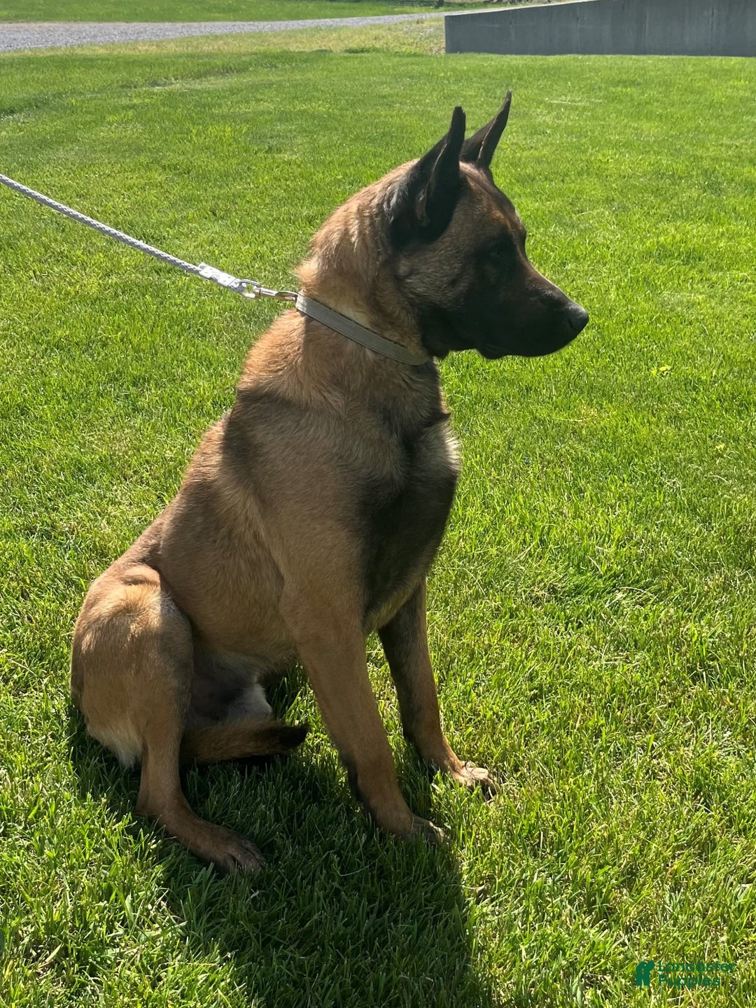 Belgian Malinois dogs for sale: Diesel - Image 4