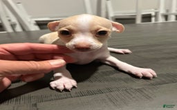 Chihuahua dogs for sale: Rambo - Image 7