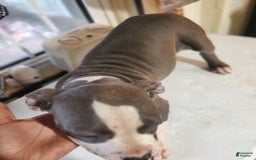 American Pit Bull Terrier dogs for sale: Spaz - Image 3