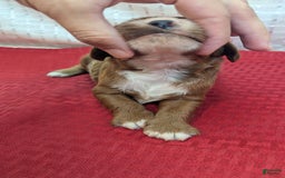 Cavapoo dogs for sale: Steve - Image 7