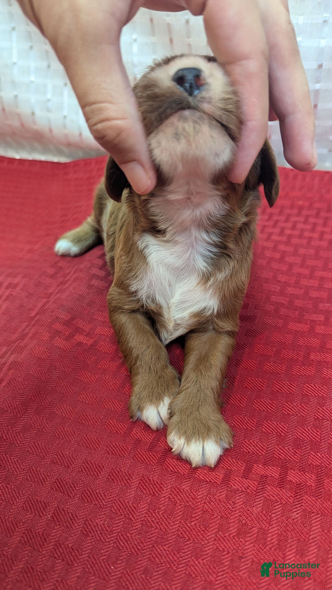 Cavapoo dogs for sale: Steve - Image 7