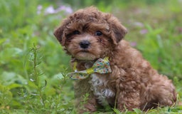 Yorkiepoo dogs for sale: Max - Image 2