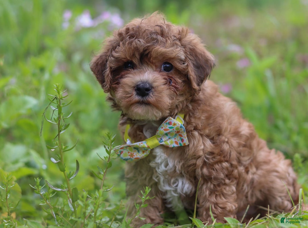 Yorkiepoo dogs for sale: Max - Image 2
