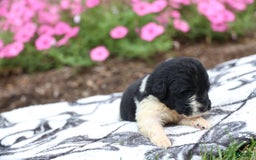 Newfoundland dogs for sale: Willow - Image 1