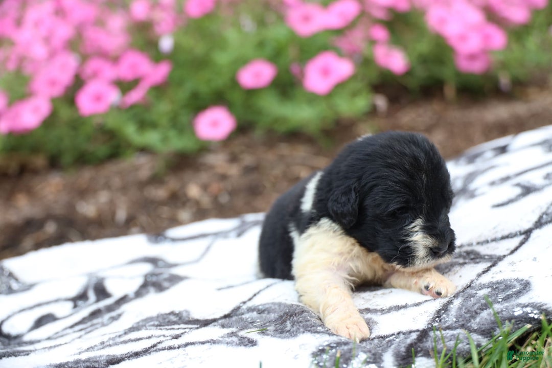 Newfoundland dogs for sale: Willow - Image 1